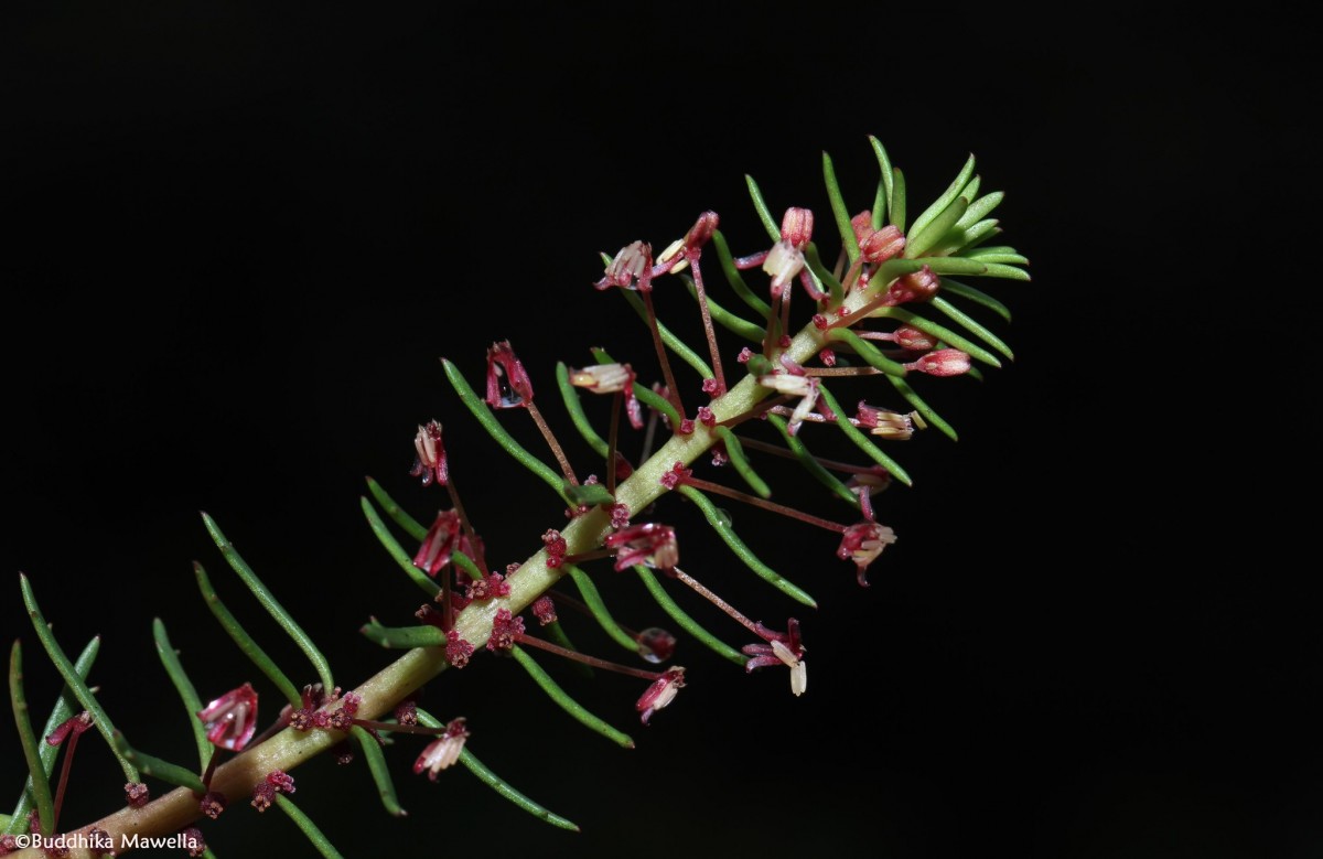 Laurembergia zeylanica (Arn. ex C.B.Clarke) Schindl.